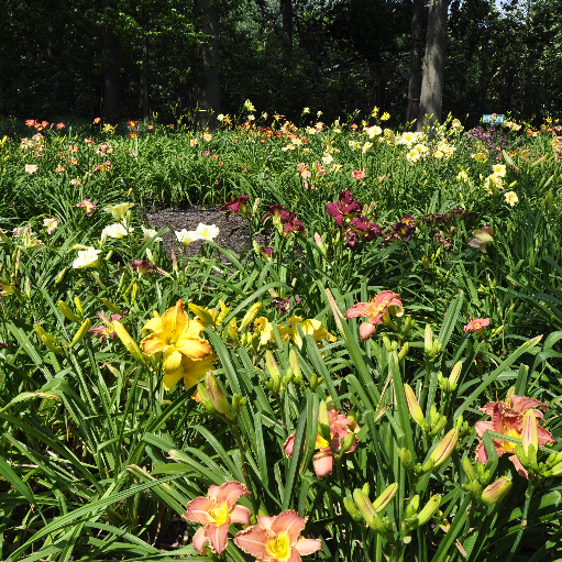 An Olmsted Daylily Garden